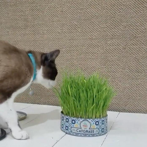 Pasto de Trigo para Gatos (Catgrass)