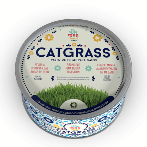Pasto de Trigo para Gatos (Catgrass)