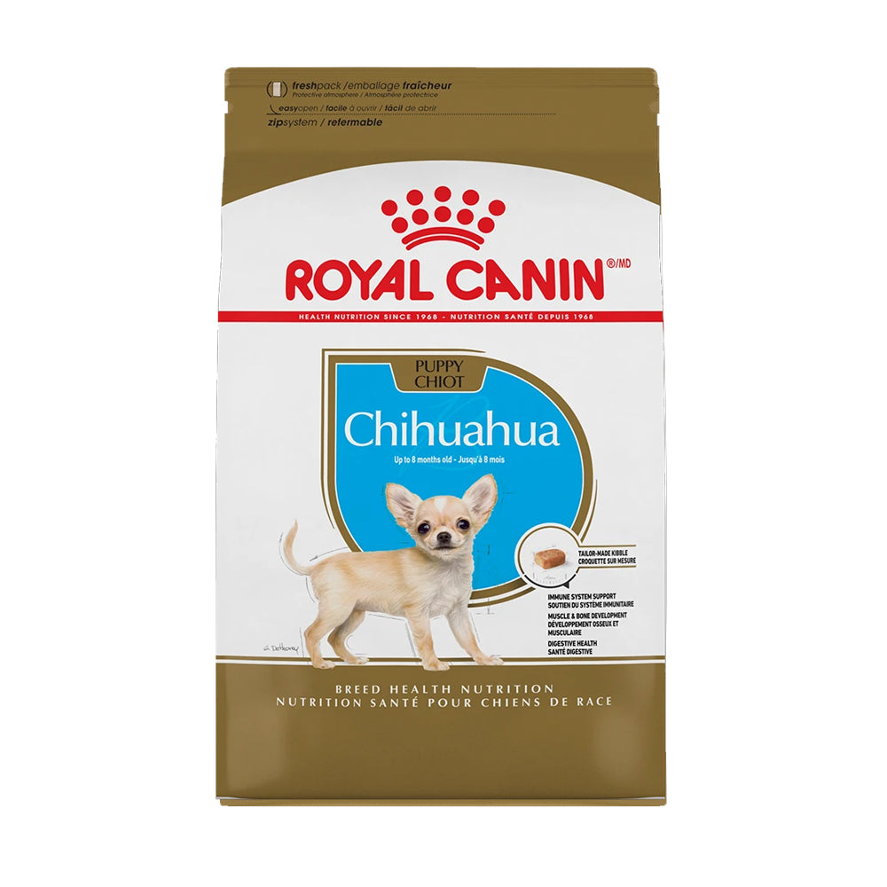 Chihuahua Puppy 30